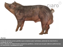 Duroc